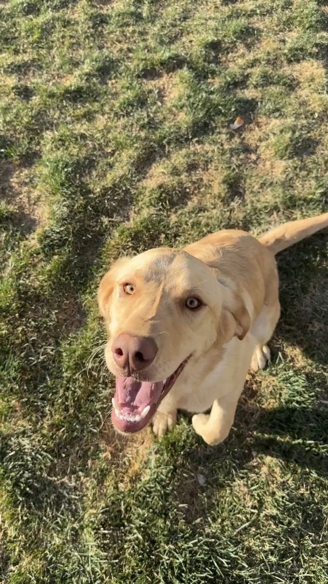 AKC Lab/Labradoodle Mix