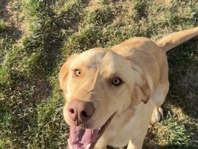 AKC Lab/Labradoodle Mix