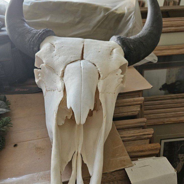 Buffalo Skull