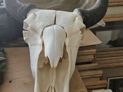 Buffalo Skull