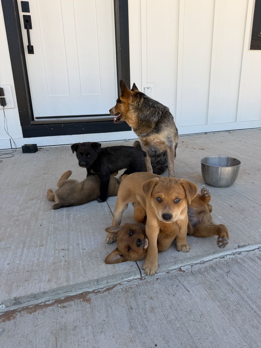 Adorable Lab/heeler puppies ready to go