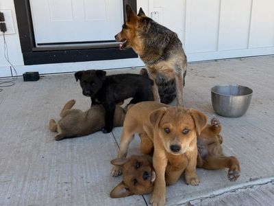 Adorable Lab/heeler puppies ready to go