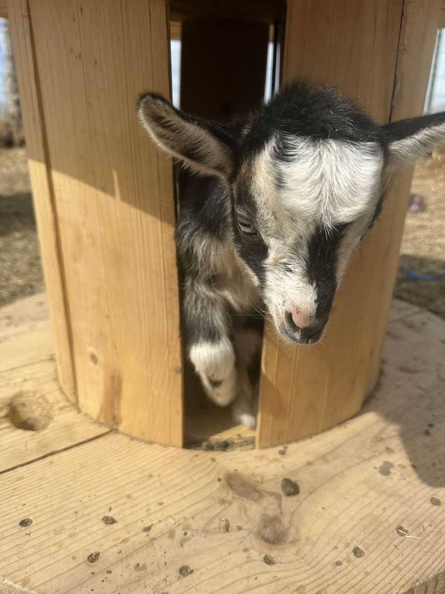 Nigerian Dwarf Buckling