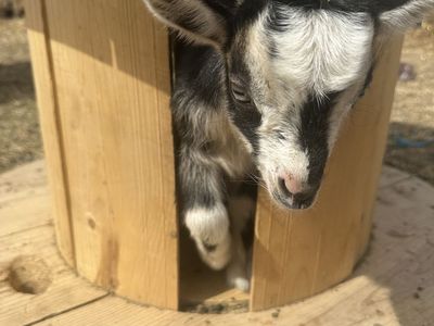 Nigerian Dwarf Buckling