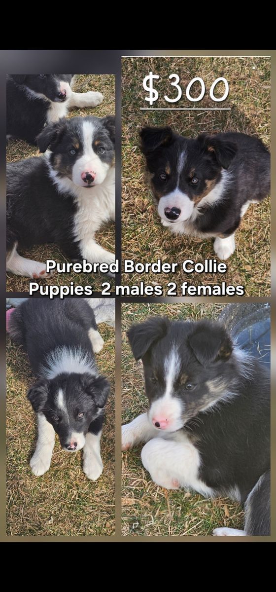 Purebred bordercollie puppies