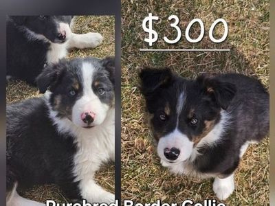 Purebred bordercollie puppies