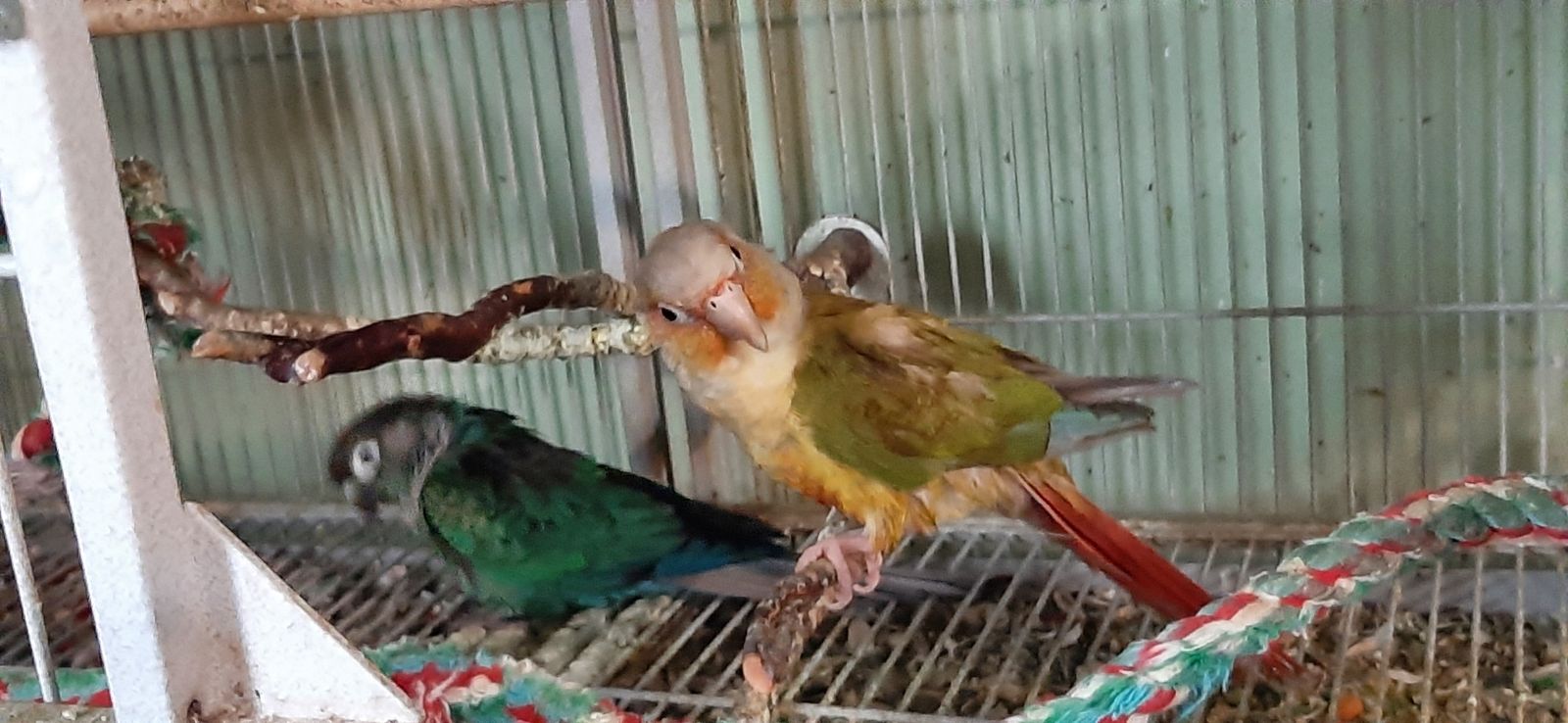 Young pair green cheek conure