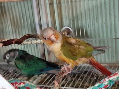 Young pair green cheek conure