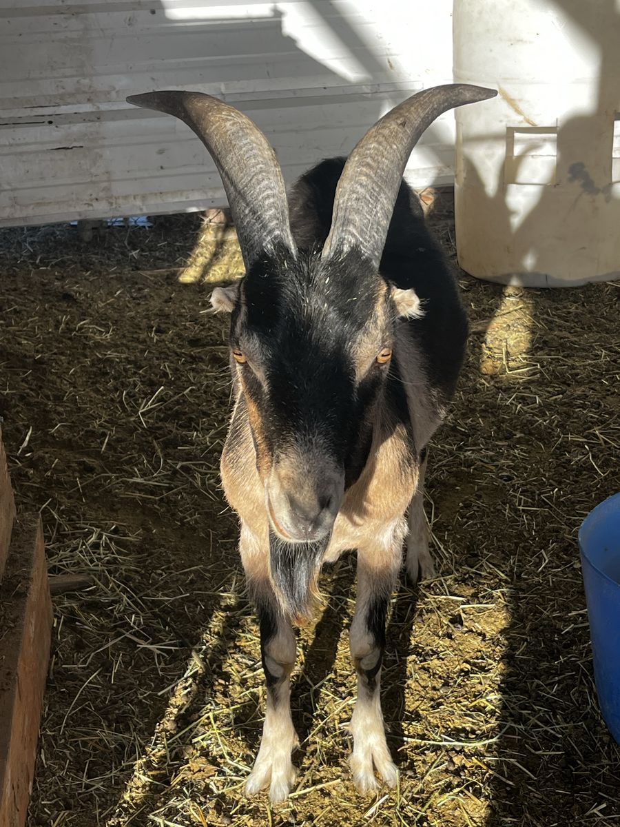 Goat with  - Livestock