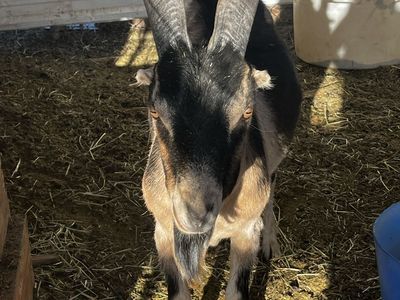 Goat with - Livestock