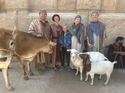 Halter Broke Dorper Ewes