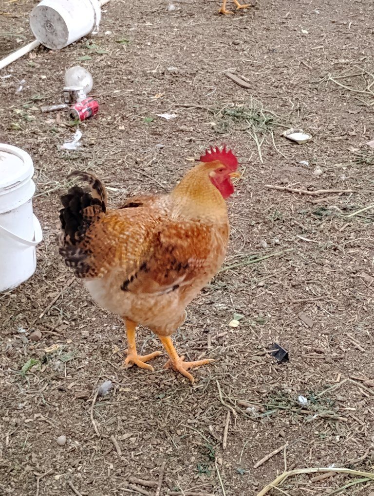 6 month old red ranger rooster 