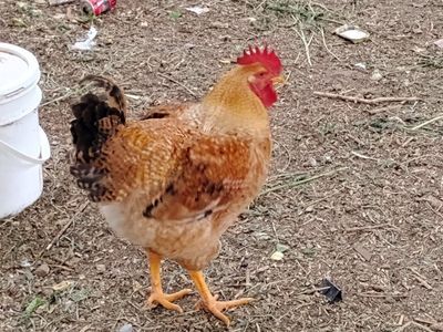 6 month old red ranger rooster