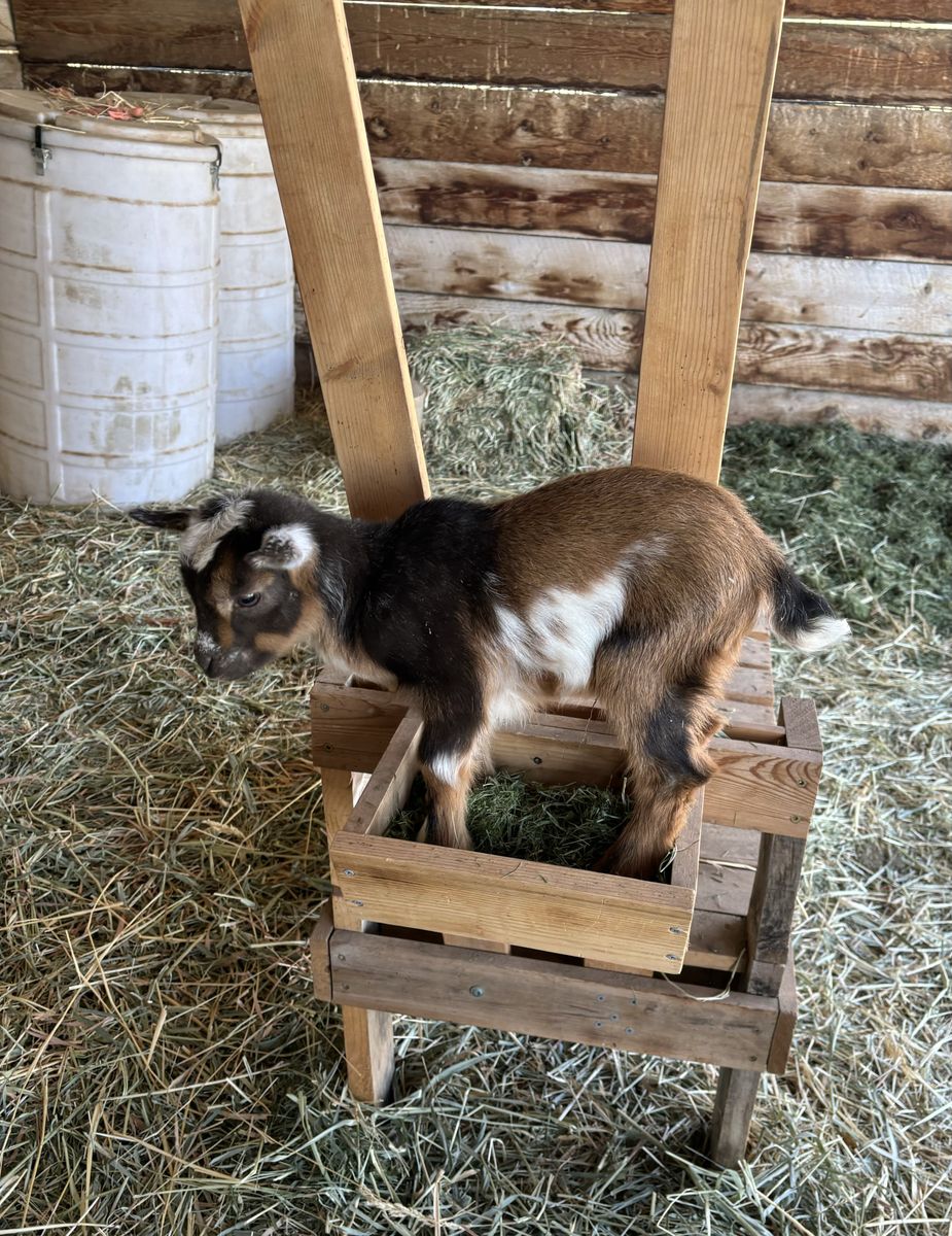 TRI-COLORED NIGERIAN DWARF BOTTLE BUCKLING !