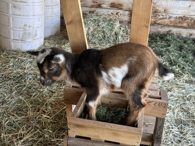 TRI-COLORED NIGERIAN DWARF BOTTLE BUCKLING !
