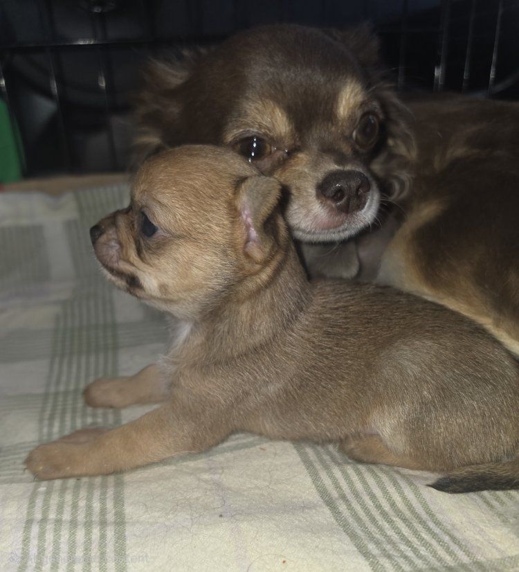 Applehead Male Chihuahua puppy