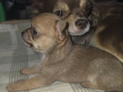 Applehead Male Chihuahua puppy