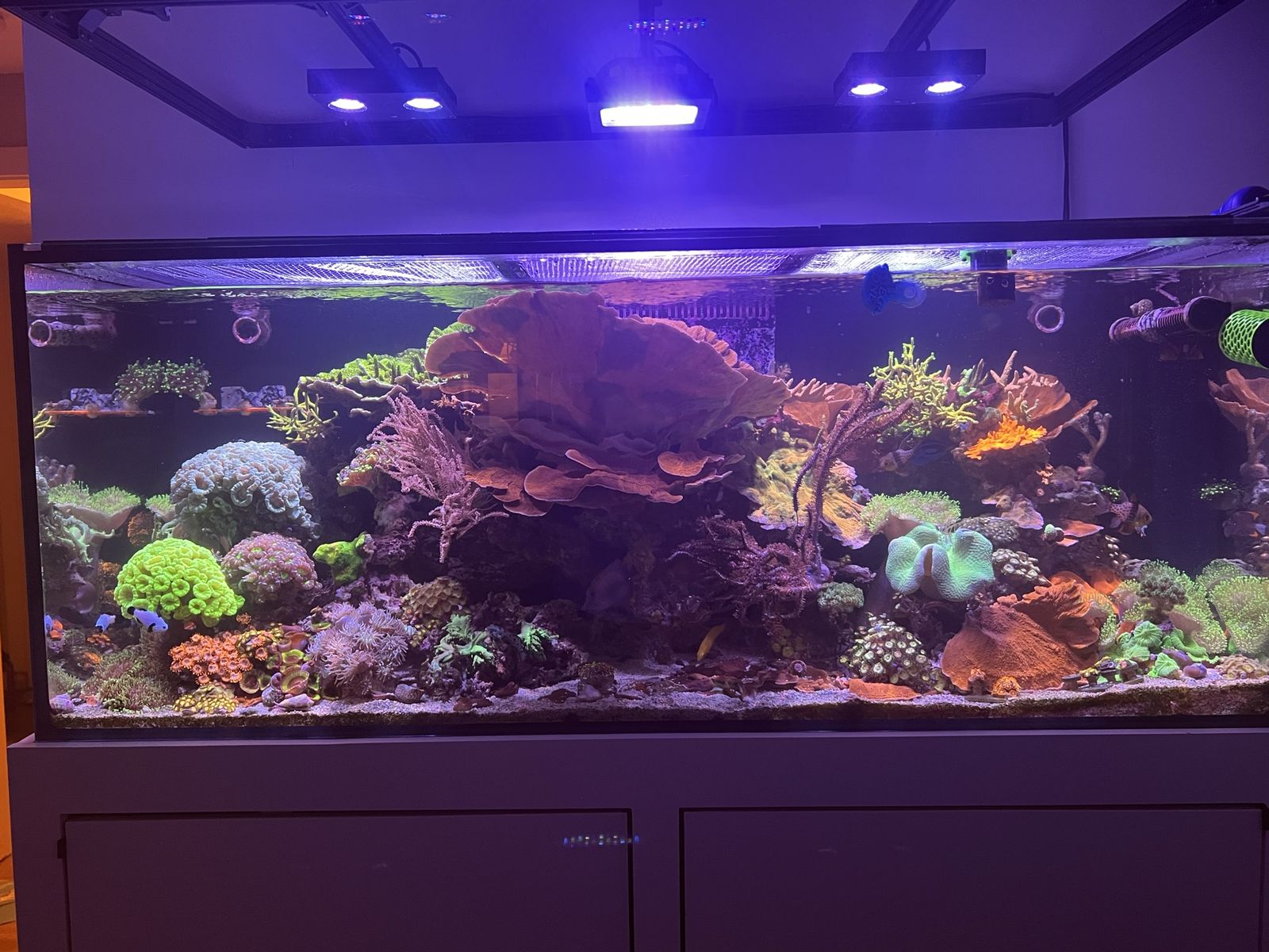 Coral frags and colonies