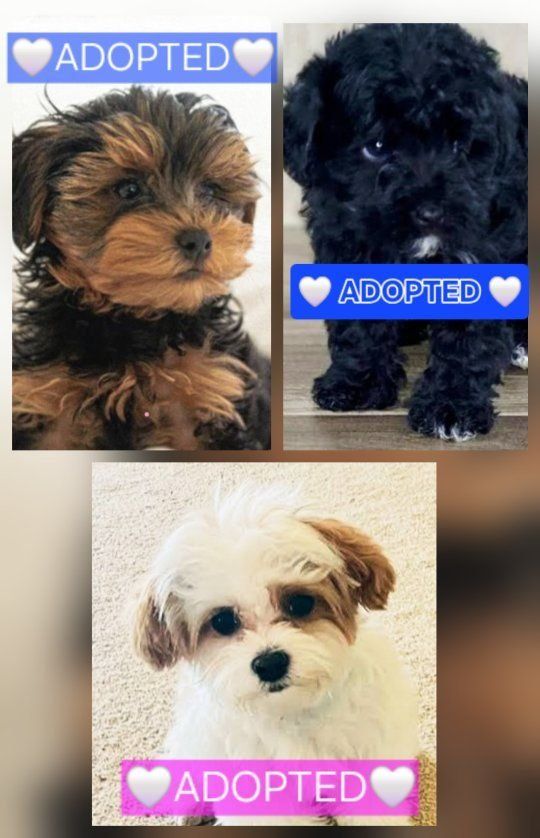 YorkiePoo Puppy