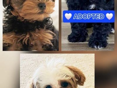 YorkiePoo Puppy