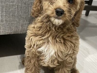 Mini GoldenDoodles