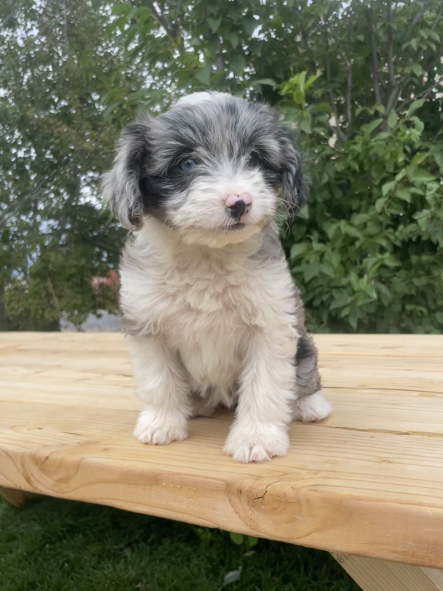 Mini Aussiedoodles