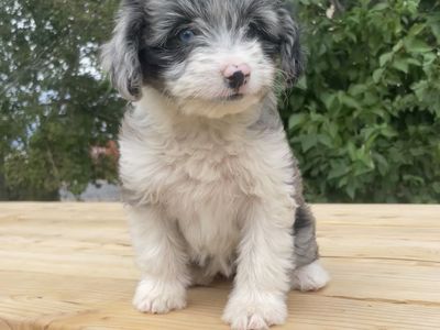 Mini Aussiedoodles