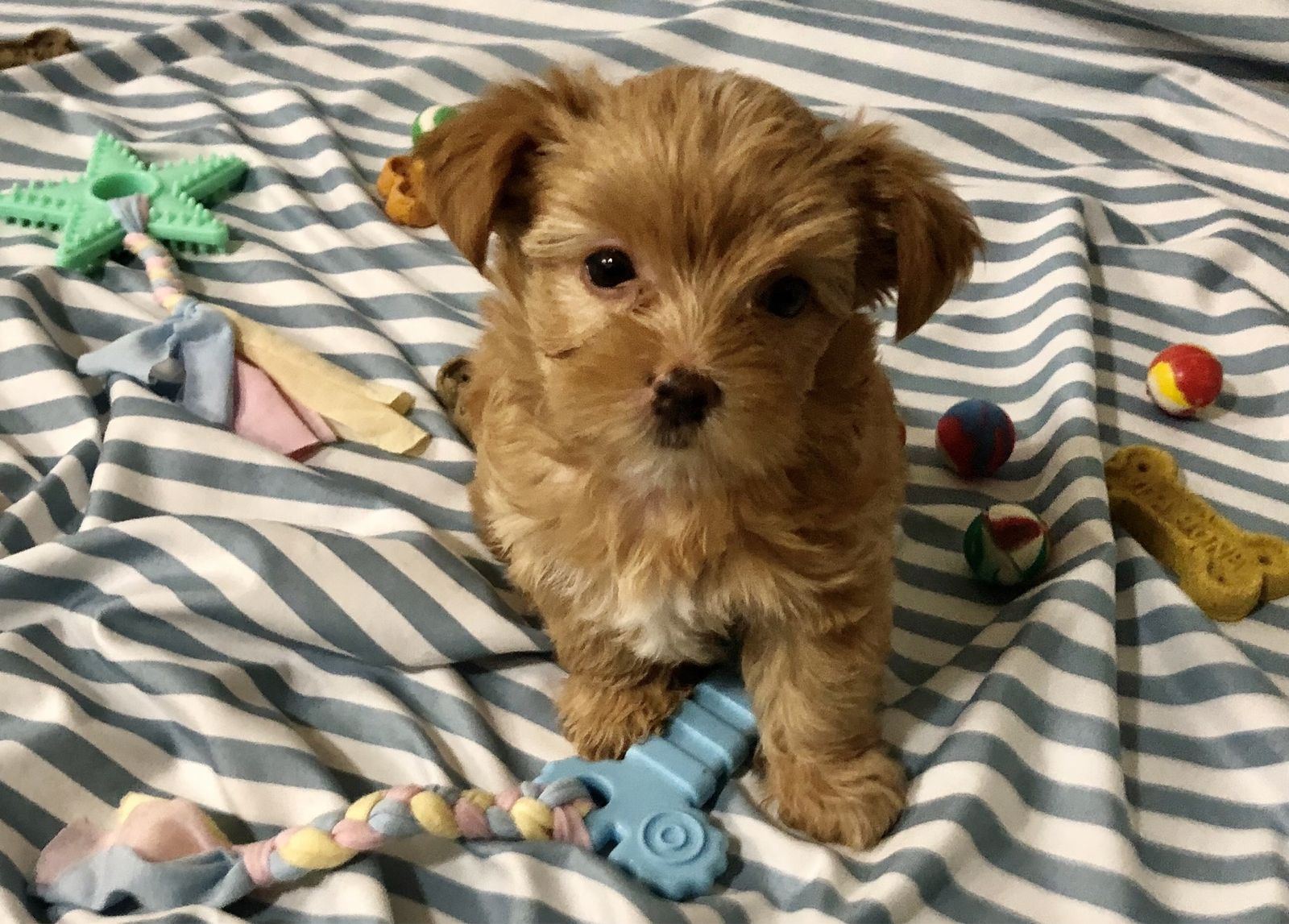Tiny Yorkie Puppy; Rare!