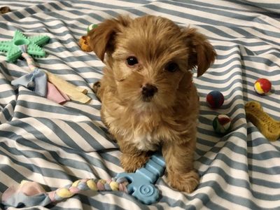 Tiny Yorkie Puppy; Rare!