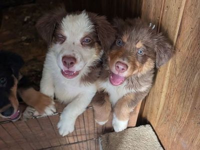 ASCA Purebred Australian Shepherd / Border Collie Puppies