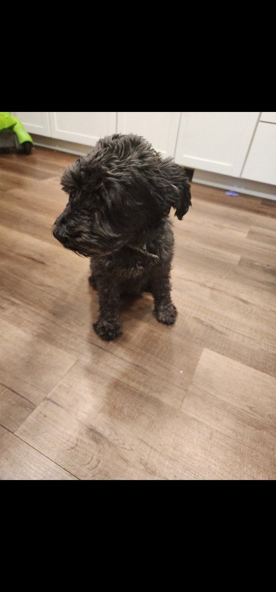 mini schnauzer