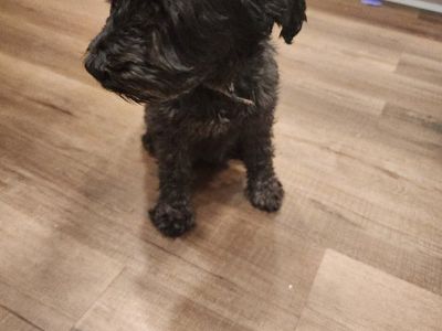 mini schnauzer