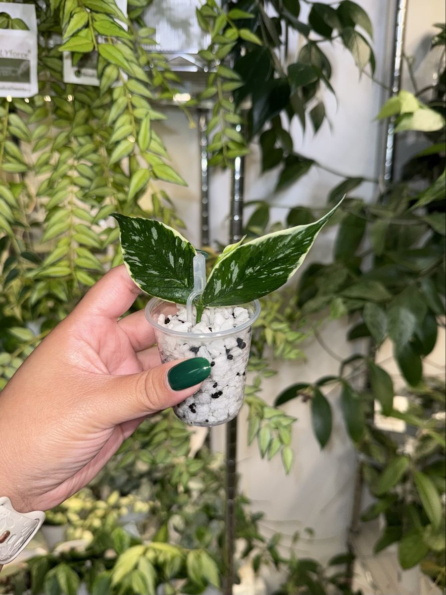 Hoya polyneura ‘Jasminka’ - Plant A