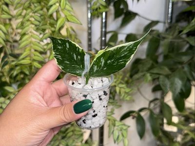 Hoya polyneura ‘Jasminka’ - Plant A