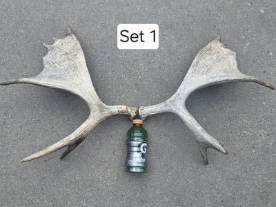 Antler Sets