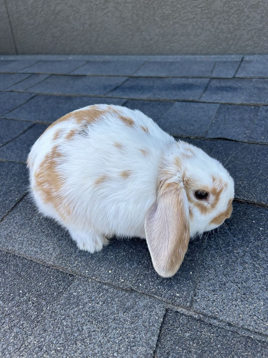 Adohrable Holland Lops!