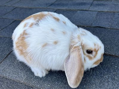 Adohrable Holland Lops!