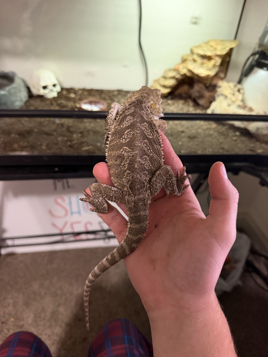 Bearded dragon and cage