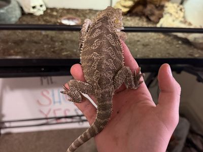 Bearded dragon and cage
