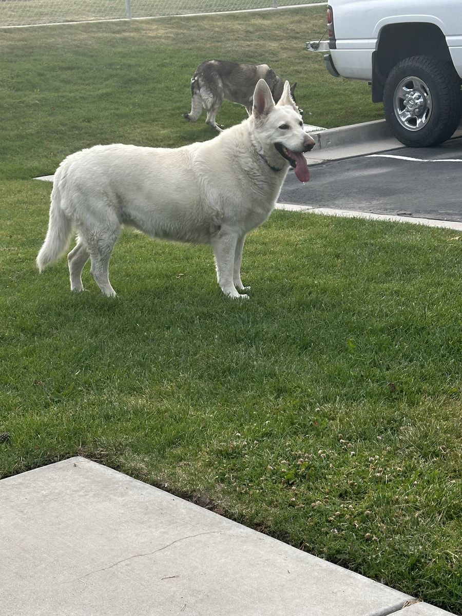 White German shepherd pure bred