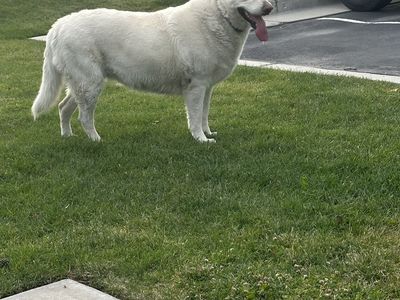 White German shepherd pure bred