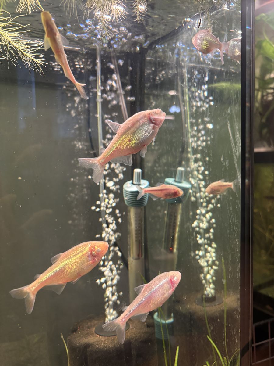 Blind Cave Tetra School Of 8