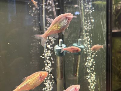Blind Cave Tetra School Of 8