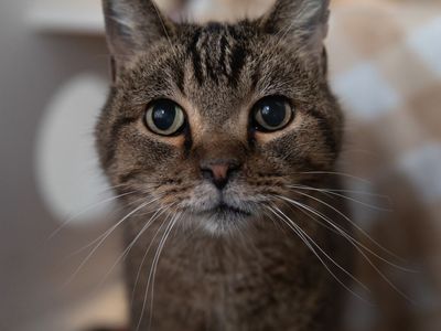 Hello my name is Crouton