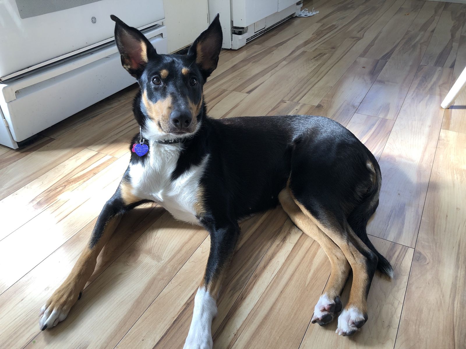 Border Collie/Doberman