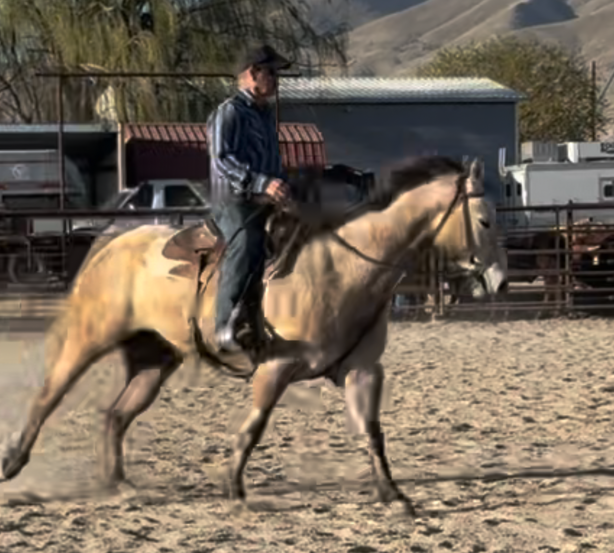 2021 AQHA Mare (Ash) Dry Docs DBadger