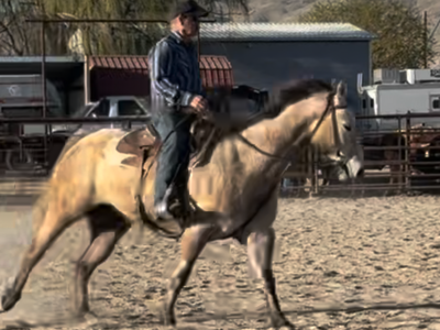 2021 AQHA Mare (Ash) Dry Docs DBadger