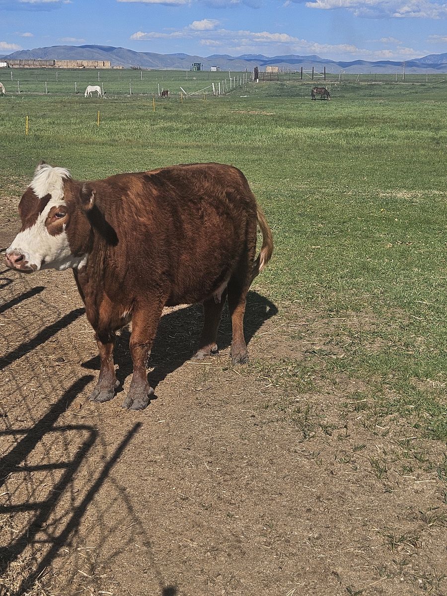 Mini herefords