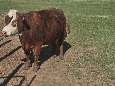 Mini herefords