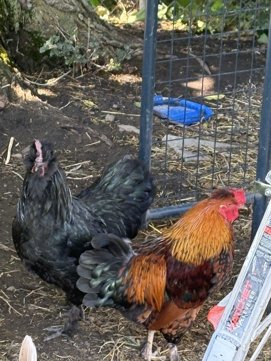 Free roosters.